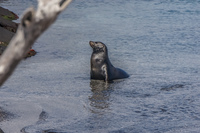 Sea lion  on Fernandina Fernandina Island, Galapagos, Ecuador, South America