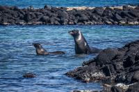 Sea lion  on Fernandina Fernandina Island, Galapagos, Ecuador, South America