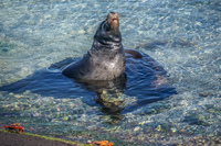 Sea lion  on Fernandina Fernandina Island, Galapagos, Ecuador, South America