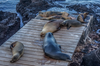 Sea lions near Punta Carola Baquerizo Moreno, Galapagos, Ecuador, South America