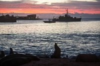 Sea lion colony in Puerto Baquerizo Moreno when sunset Baquerizo Moreno, El Progreso, El Junco, Puerto China, Galapagos, Ecuador, South America