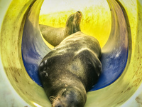 Sealion slider Galapagos, Ecuador, South America