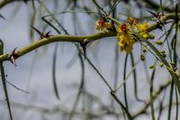 Yellow flower on spiked tree Puerto Ayora, Galapagos, Ecuador, South America