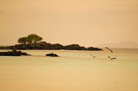 Sea birds near North Seymour Puerto Ayora, Galapagos, Ecuador, South America