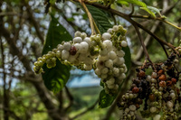 Galapagos Grapes Puerto Velasco Ibarra, Galapagos, Ecuador, South America