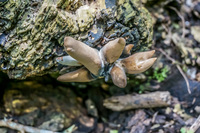 Fungus of Floreana Puerto Velasco Ibarra, Galapagos, Ecuador, South America