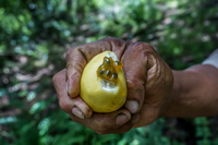 Passion fruit Puerto Velasco Ibarra, Galapagos, Ecuador, South America