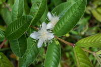 White flower of Floreana Puerto Velasco Ibarra, Galapagos, Ecuador, South America