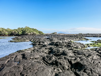 Isla Fernanadina Fernandina Island, Galapagos, Ecuador, South America