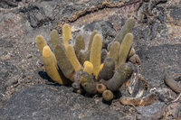 Lava cactus on Fernandina Fernandina Island, Galapagos, Ecuador, South America