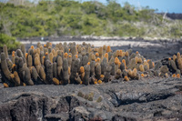 lava cactus Fernandina Island, Galapagos, Ecuador, South America