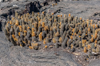 Lava cactus on Fernandina Fernandina Island, Galapagos, Ecuador, South America