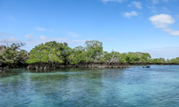 mangrove forest Isabella, Galapagos, Ecuador, South America