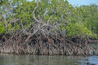 mangrove forest Isabella, Galapagos, Ecuador, South America