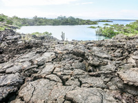 Lava field of Punta Moreno Isabella, Galapagos, Ecuador, South America