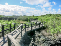 Salt Laguana Hiking trail next to Iguana Crossing of Puerto Villamil Isabella, Galapagos, Ecuador, South America