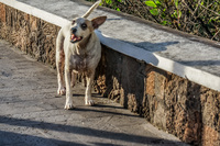 stray dog in puerto Ayora Puerto Velasco Ibarra, Galapagos, Ecuador, South America