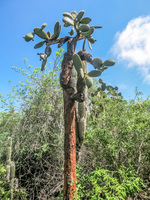 Opuntia cactus near Las Grietas Puerto Ayora, Galapagos, Ecuador, South America