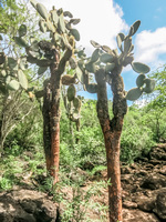 Opuntia cactus near Las Grietas Puerto Ayora, Galapagos, Ecuador, South America