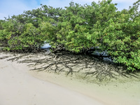 Mangrove Tree of Tortuga Bay Puerto Ayora, Galapagos, Ecuador, South America