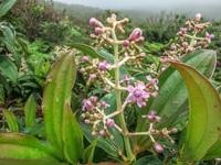 miconia Baquerizo Moreno, El Progreso, El Junco, Puerto China, Galapagos, Ecuador, South America