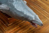 The most ugly shark in San Cristobal Interpretation Center Baquerizo Moreno, Galapagos, Ecuador, South America