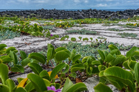 La Loberia Baquerizo Moreno, Galapagos, Ecuador, South America
