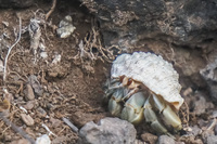 Hermit crab of La Loberia Baquerizo Moreno, Galapagos, Ecuador, South America