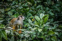 Squirrel Monkey of Amazon Lago Agrio, Nueva Loja Cuyabeno Reserve, Ecuador, South America