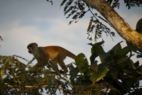Squirrel Monkey Amazon Lago Agrio, Nueva Loja Cuyabeno Reserve, Ecuador, South America