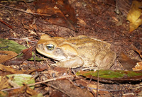 Bull frog Lago Agrio, Nueva Loja Cuyabeno Reserve, Ecuador, South America