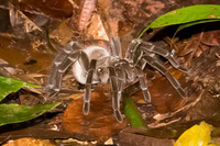 Tarantula spdier Lago Agrio, Nueva Loja Cuyabeno Reserve, Ecuador, South America