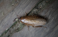 Amazon Crockroach Lago Agrio, Nueva Loja Cuyabeno Reserve, Ecuador, South America