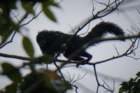 Howler Monkey Lago Agrio, Nueva Loja Cuyabeno Reserve, Ecuador, South America