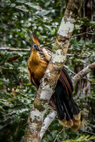 Stinky Turkey Lago Agrio, Nueva Loja Cuyabeno Reserve, Ecuador, South America