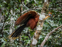 Stinky Turkey Lago Agrio, Nueva Loja Cuyabeno Reserve, Ecuador, South America