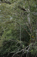 noose loup Lago Agrio, Nueva Loja Cuyabeno Reserve, Ecuador, South America