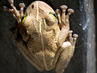 Bull frog Lago Agrio, Nueva Loja Cuyabeno Reserve, Ecuador, South America