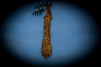 bird nest hanging on trees Lago Agrio, Nueva Loja Cuyabeno Reserve, Ecuador, South America