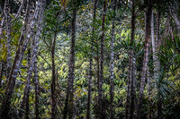 spiked tree Lago Agrio, Nueva Loja Cuyabeno Reserve, Ecuador, South America