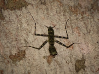 military bug Lago Agrio, Nueva Loja Cuyabeno Reserve, Ecuador, South America