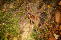 Scary big Amazon Brown spider Lago Agrio, Nueva Loja Cuyabeno Reserve, Ecuador, South America