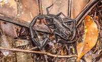 black scorpion Lago Agrio, Nueva Loja Cuyabeno Reserve, Ecuador, South America