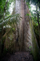 coco tree Lago Agrio, Nueva Loja Cuyabeno Reserve, Ecuador, South America