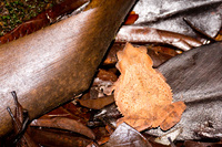 Amazon bull frog Lago Agrio, Nueva Loja Cuyabeno Reserve, Ecuador, South America