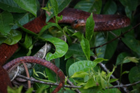 red snake Lago Agrio, Nueva Loja Cuyabeno Reserve, Ecuador, South America