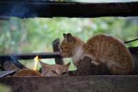 tow curious cats Lago Agrio, Nueva Loja Cuyabeno Reserve, Ecuador, South America