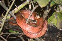 red snake at night Lago Agrio, Nueva Loja Cuyabeno Reserve, Ecuador, South America