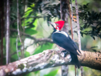 Amazon birds Lago Agrio, Nueva Loja Cuyabeno Reserve, Ecuador, South America