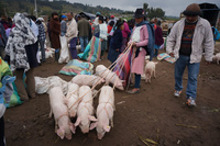 Saquisili animal market Latacunga, Cotopaxi Province, Ecuador, South America